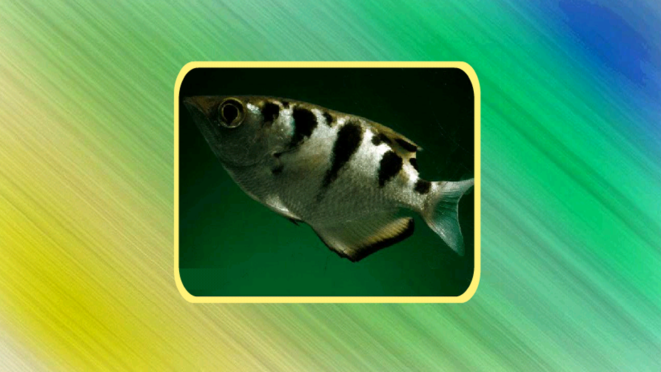 「秒懂百科」原来射水鱼长这样