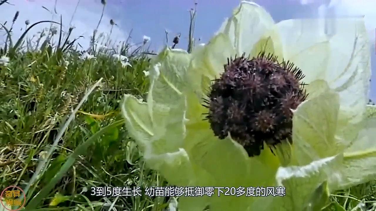 [图]你见过传说中天山雪莲吗?雪莲花盛开时,不得不说太美了