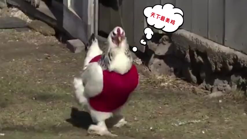 小伙给鸡穿毛衣御寒,网友:肉质会不会更好!