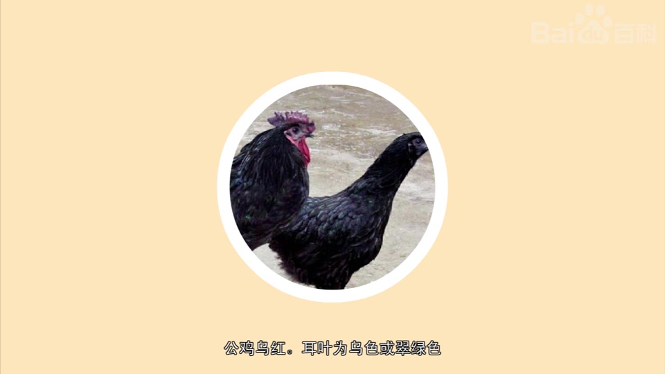 四川山地乌骨鸡