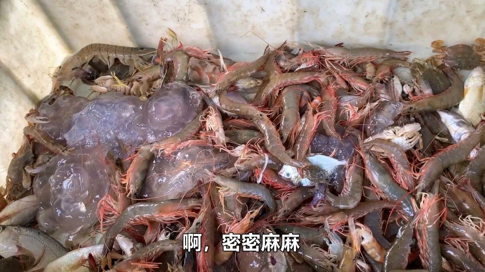 阿展放笼放中虾穴,条条爆笼,大虾收获满满几百斤,价值上万