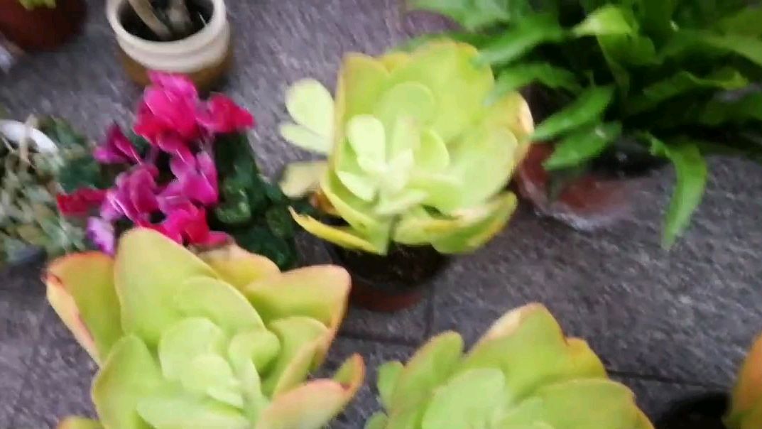 柠檬卷多肉,很多人没见过,它很大不像小巧多肉漂亮,但有肉感