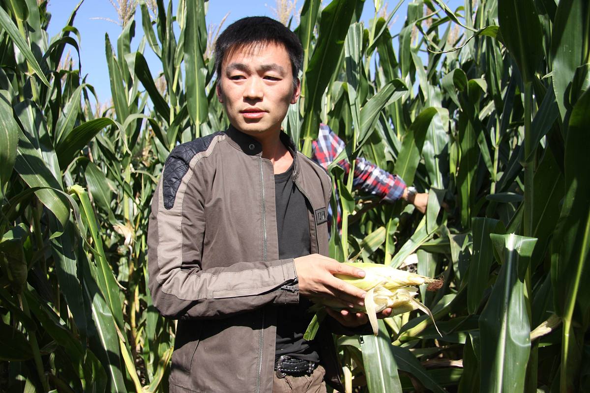 高中生综合素质评价:掰玉米的劳动教育成果 高中生综合素质评价:掰玉米的劳动教育成果