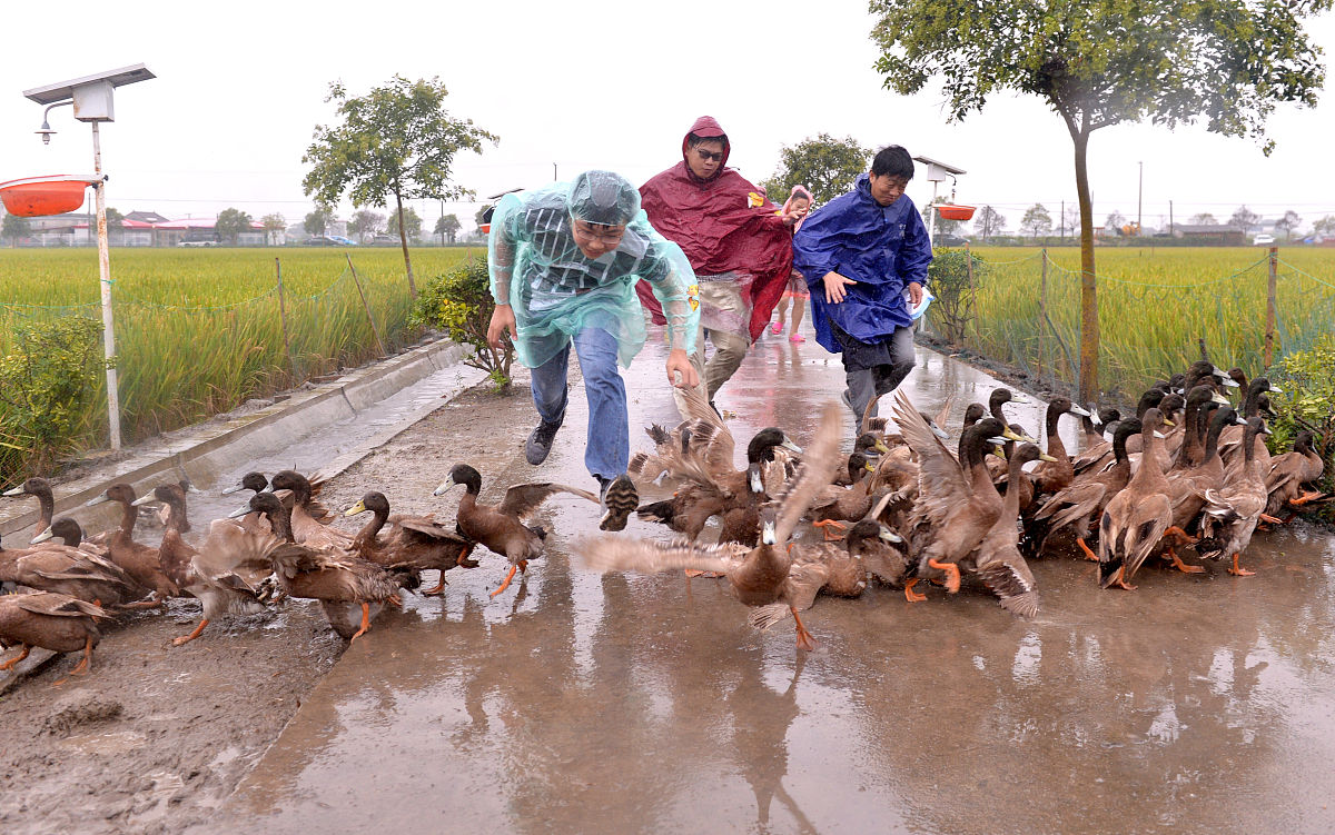 鸭喝了有柴油的水怎么办用250字帮我详细描述