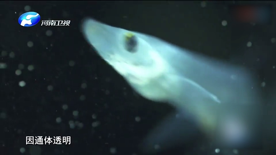 银鱼,因通体通明,色泽如银而得名,属软骨鱼,细长无鳞