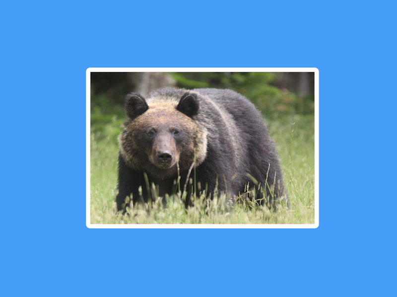 原来日本棕熊长这样