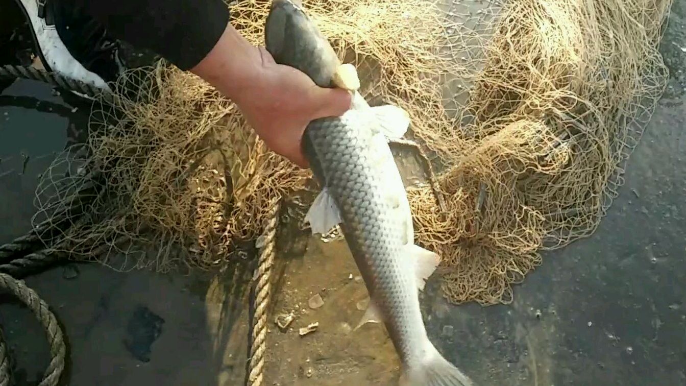 开船海里撒网,大梭鱼鼓眼鱼接连爆网,竟然抓到这种大鱼