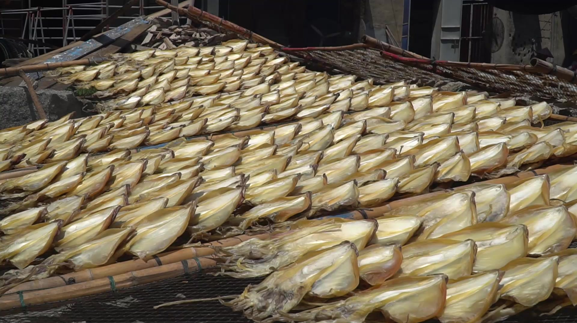 福建东山岛渔村,正在晾晒的鱿鱼母,你们觉得怎么样?