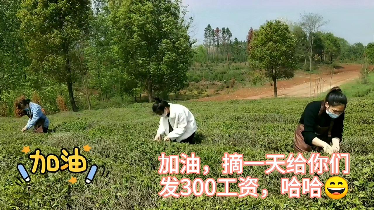 [图]美女同事体验采摘茶叶乐趣,直言摘茶叶这活给她400一天都做不来