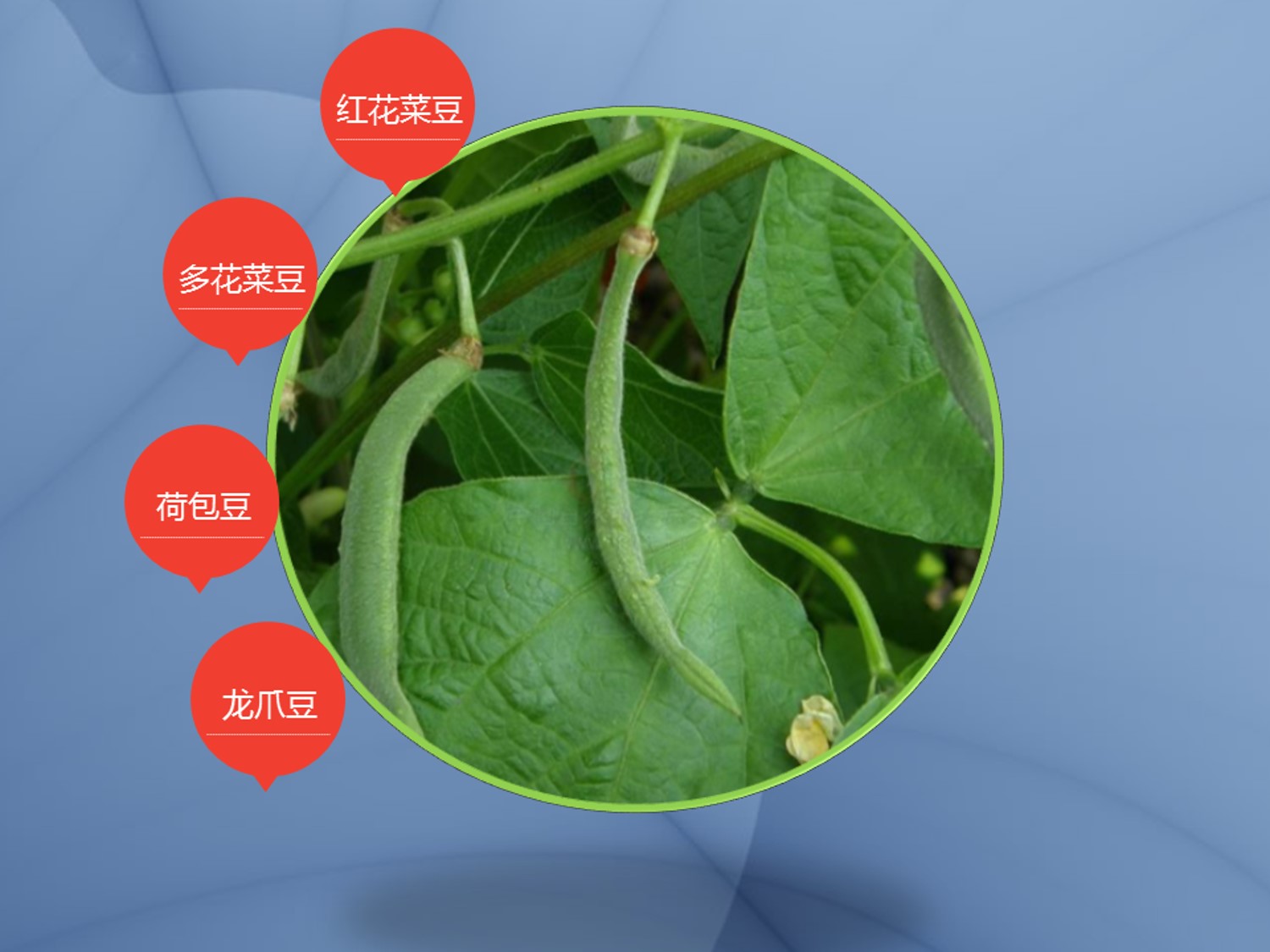 红花菜豆:是豆科菜豆属植物
