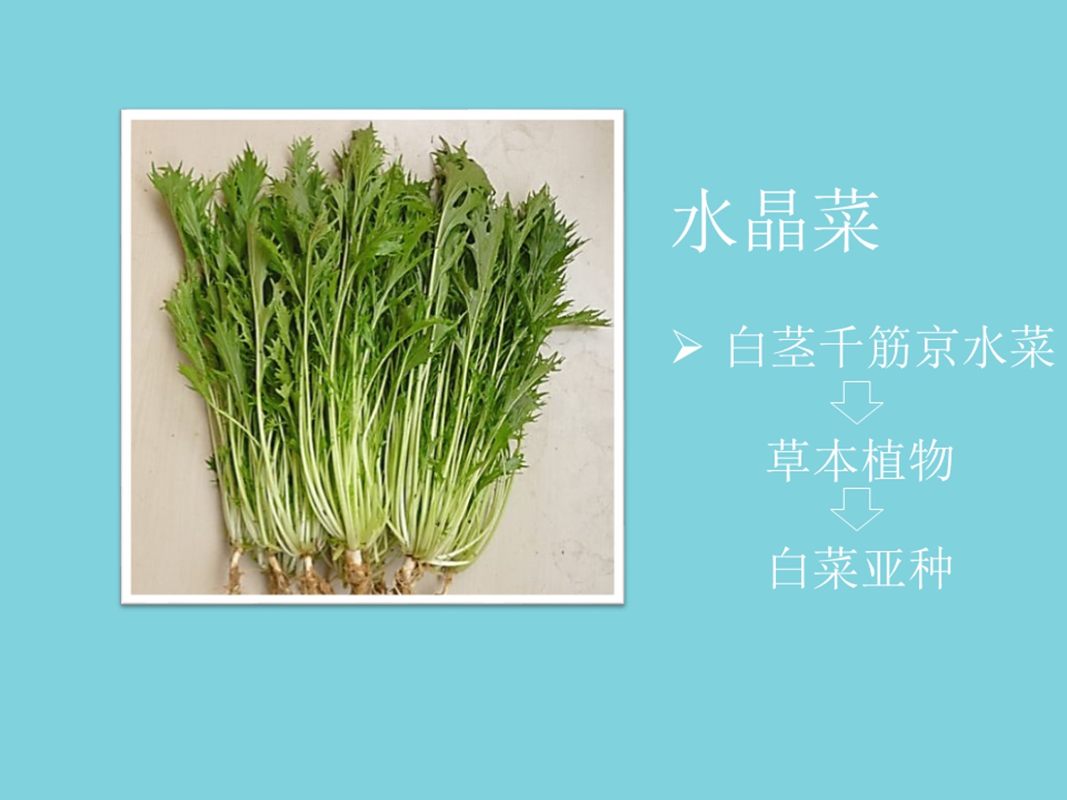 水晶菜是日本最新育成的一种外型新颖