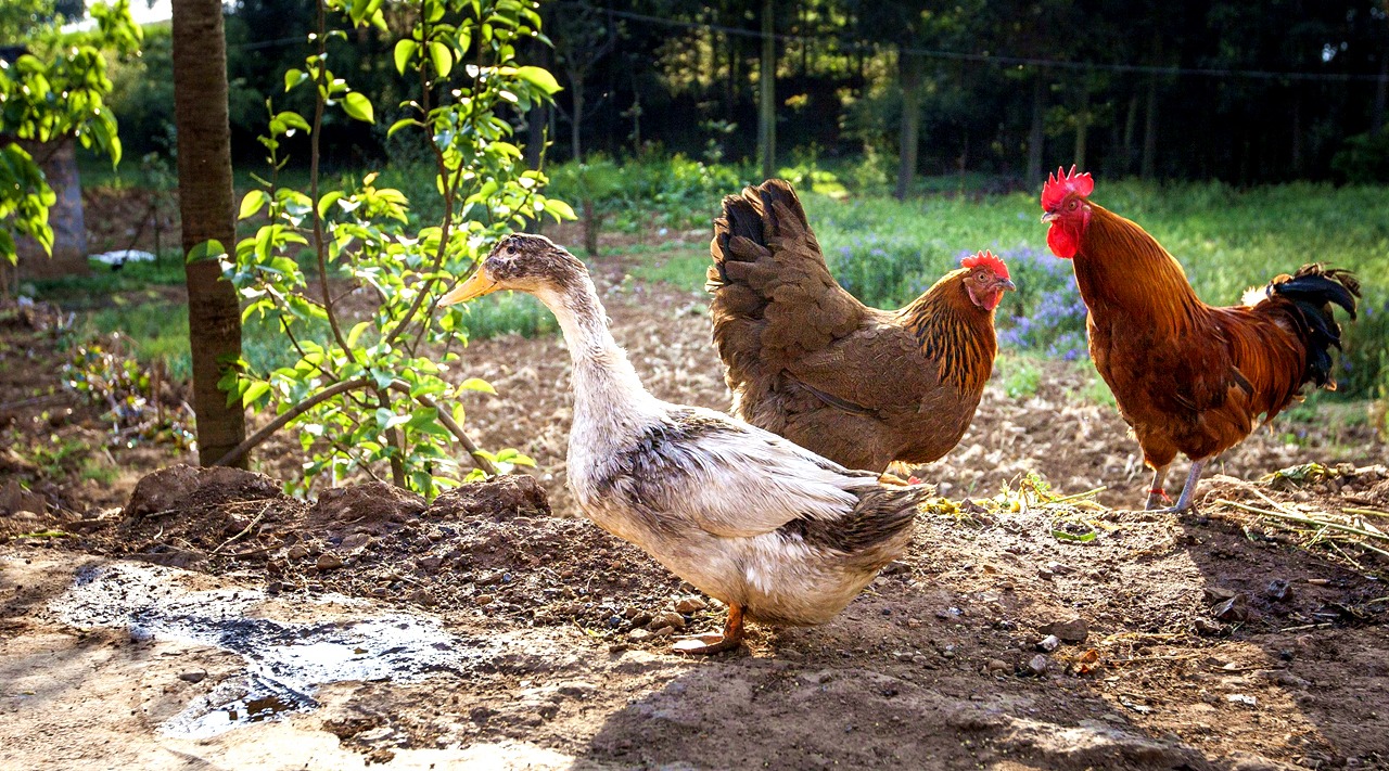 经常见到的鸡鸭鹅，哪一种禽类的肉是营养价值最高的呢？