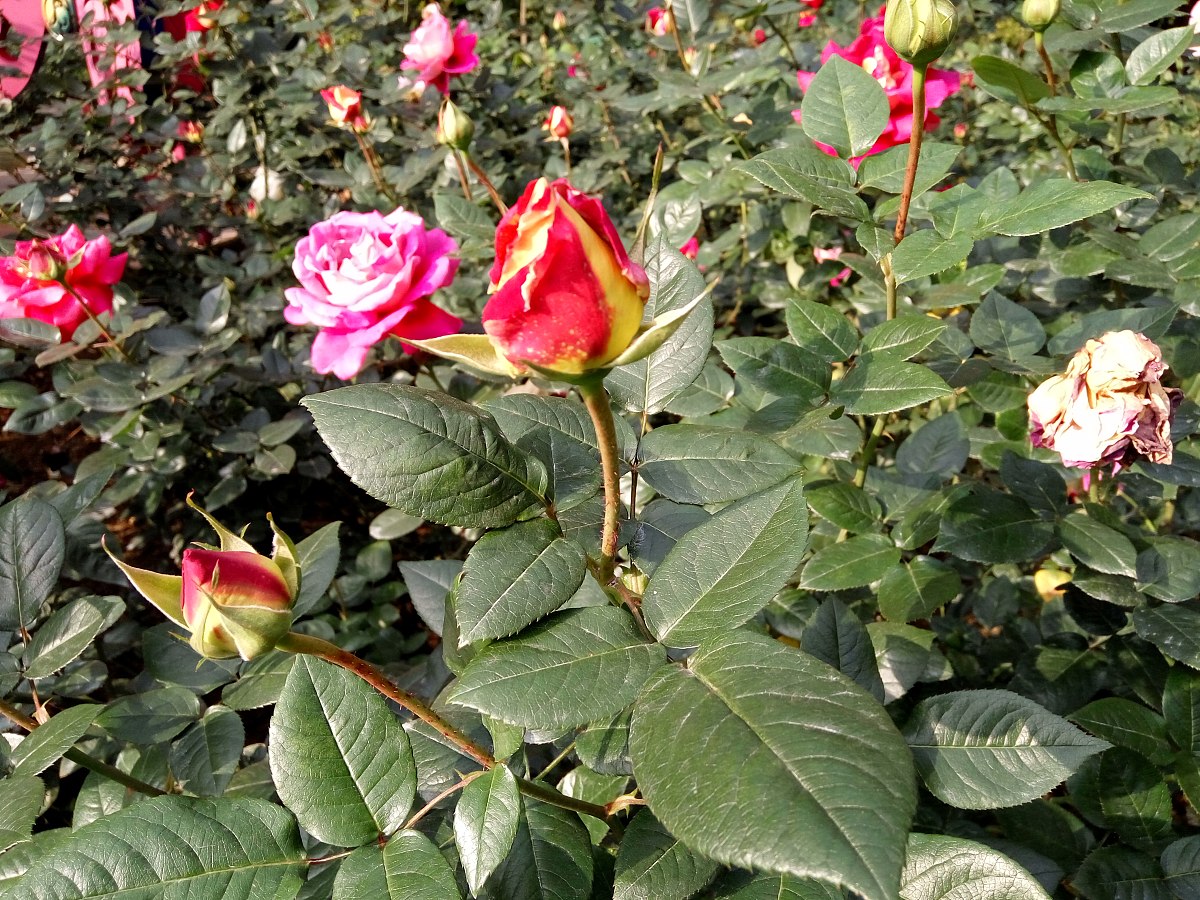 365天的花语对照表