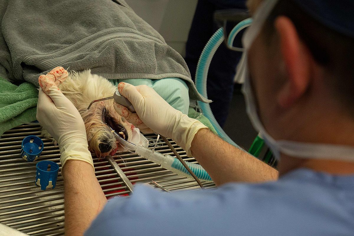 北大口腔医院拔牙费用