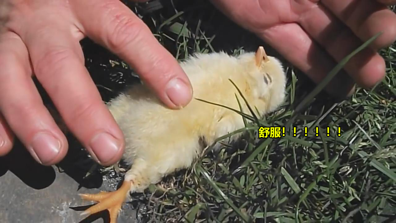 第一次看到小鸡仔躺着睡觉,样子十分的呆萌可爱
