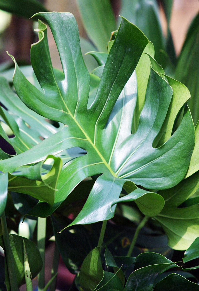 多叶王的特性有哪些