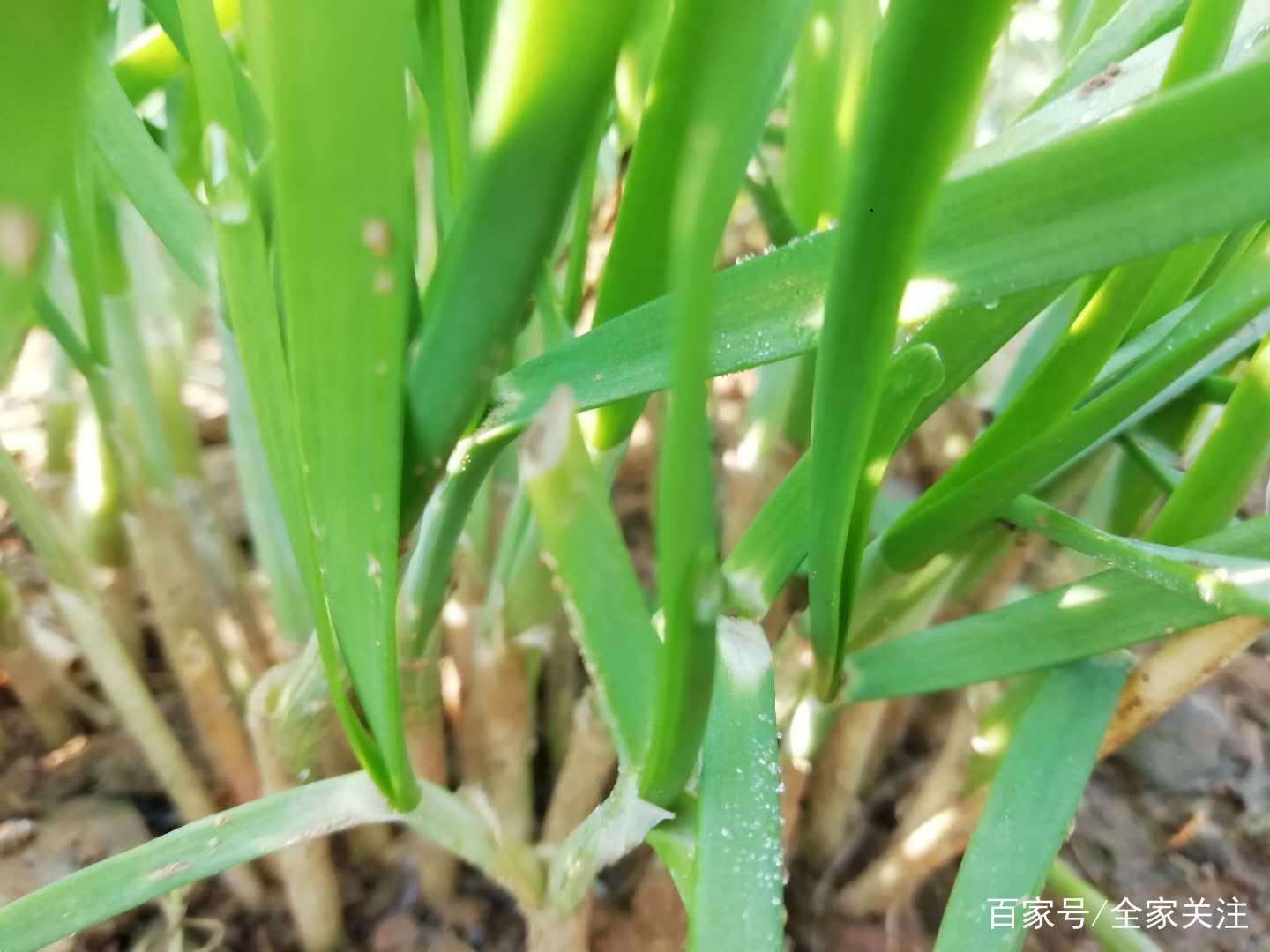 每个农村人家里都有的乡村小菜园,天然无公害