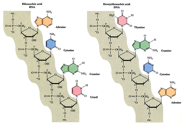 dna分子的结构是 竟然预言了dna的分子结构 有关dna分子的知识点复习 dna分子的结构是 文书网