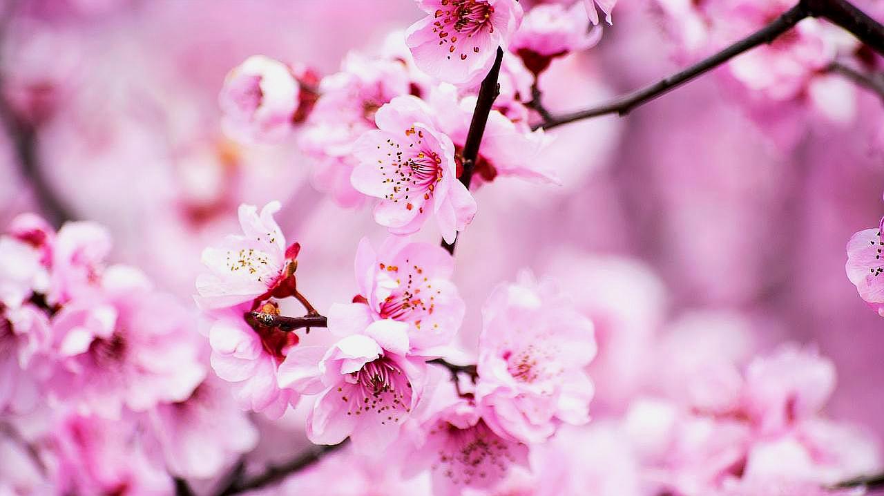 [图]桃花什么时候开,每年3~6月份,桃花盛开的时节!