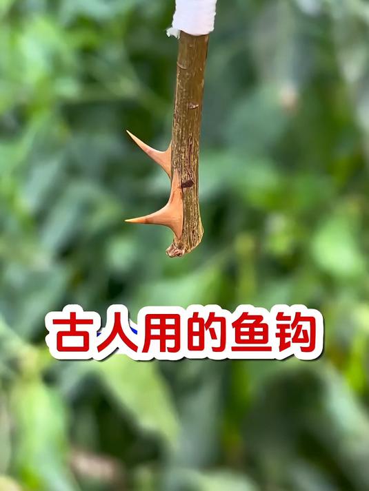 古代钓鱼技巧