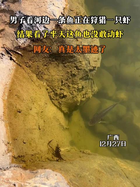 男子看河边一条鱼正在狩猎一只虾,结果看了半天这鱼也没敢动虾