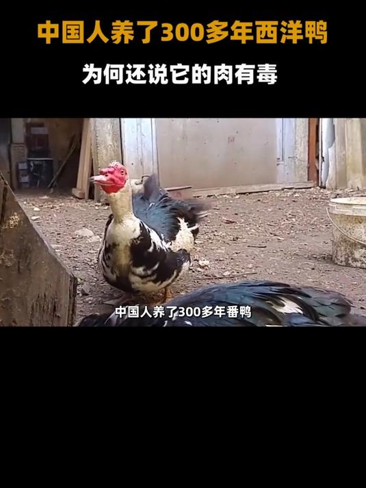 肉质鲜美价格更高的番鸭,为何很少有人养?因为它的肉据说有毒?