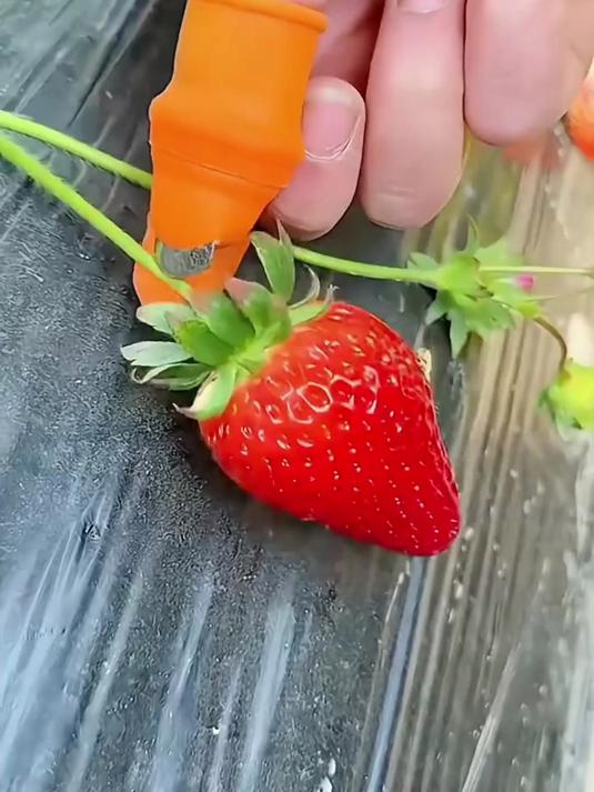 掐才拇指刀剥菜剥蒜采摘花椒指套指甲厨房摘菜神器豆角手指套