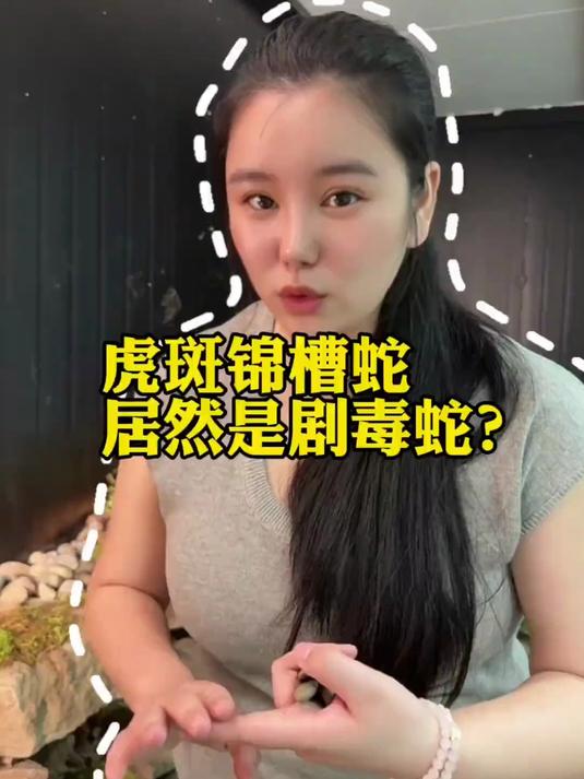 虎斑锦槽蛇居然是剧毒蛇？虎斑锦槽蛇也叫野鸡脖子