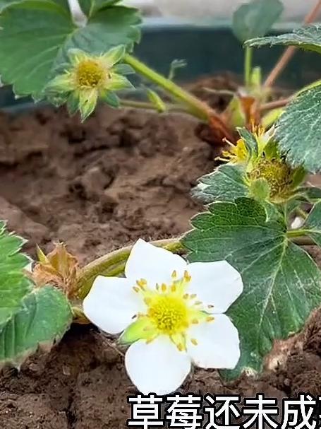 草莓上的籽其实也可以种出草莓苗,吃草莓的时候也可以试试