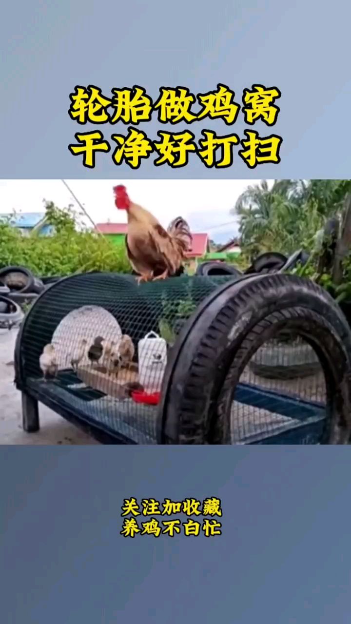 轮胎做鸡窝干净好打扫