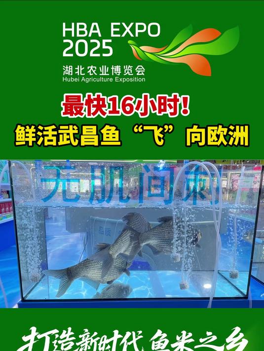 最快16小时 鲜活武昌鱼“飞”向欧洲市场