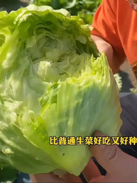 阳台种结球生菜,凉拌做沙拉汉堡,脆嫩可口