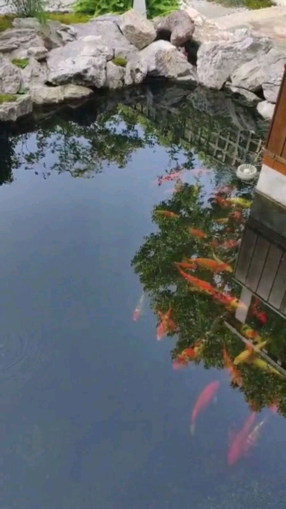 日常巡查,锦鲤宝贝们已经大了一号,旁边的小溪流里出现了小鱼苗宝宝的身影