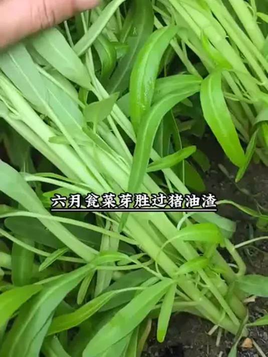空心菜种植全攻略:带根菜苗水上栽培,四季都能种!