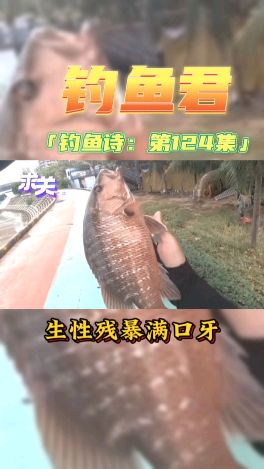 钓鱼君之钓鱼口诀:第124集(钓红友鱼)鱼类百科,各位此鱼钓过吗?