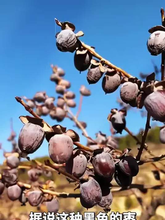 无核黑枣苗:南北方种植,当年结果,轻松上手