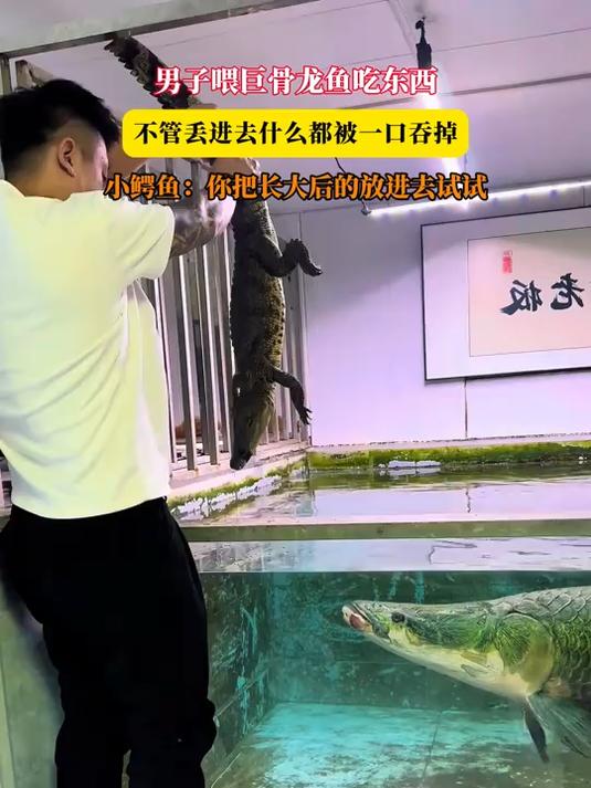 男子喂巨骨龙鱼吃东西,不管丢进去什么都被一口吞掉