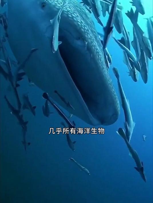 鱼类中的臭流氓,喜欢搭便车的吸盘鱼!