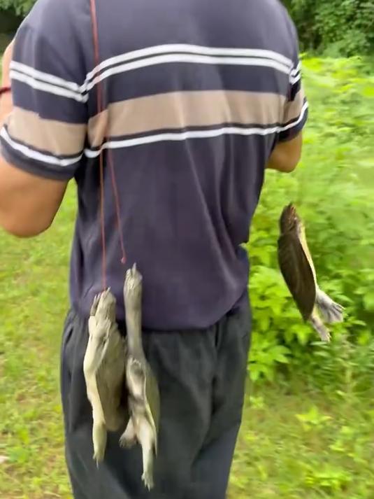 腥臭十足的钓甲鱼粉是甲鱼抗拒不了的味道