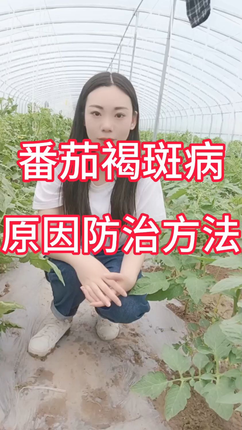 种植西红柿细菌性褐斑病的原因防治办法