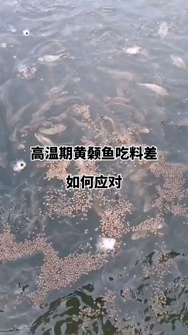 高温天气黄颡鱼吃料差,怎么办