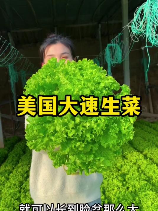 天热种啥菜都蔫吧?大叶香菜越热越旺