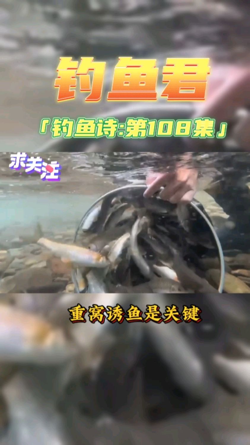 钓鱼君之钓鱼口诀:第108集(钓多鳞白甲鱼)鱼类百科,此鱼钓过吗?
