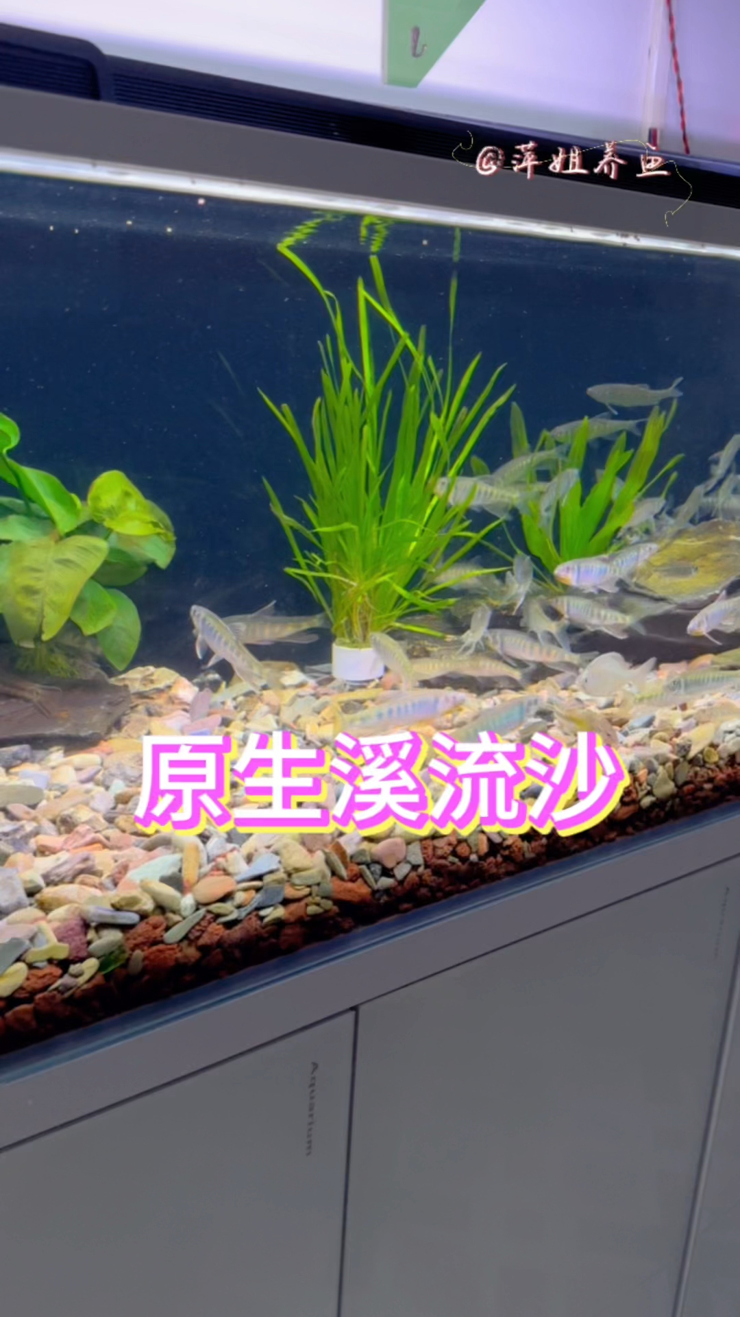 入缸成景,大小各异,增色培菌的天然溪流沙#水族 #鱼缸里的大自然 #观赏鱼