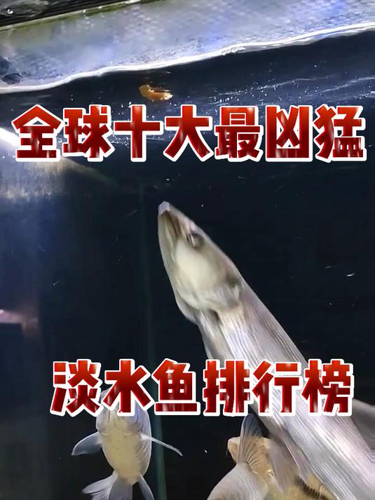 全球十大最凶猛淡水鱼排行榜
