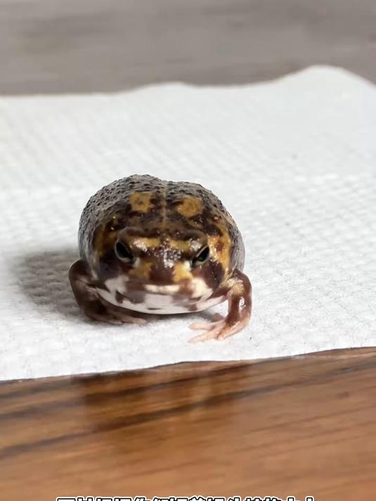 馒头蛙初级饲养教程~