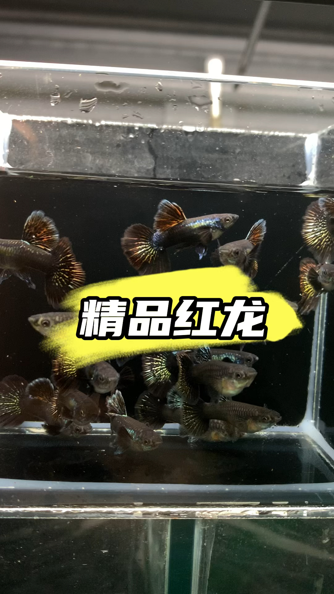 精品红龙孔雀鱼,看好你们,等你们绽放 #热带鱼 #养鱼人 #养鱼日记 #孔雀鱼 #水族
