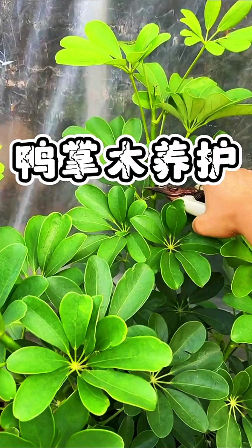 鸭掌木养护的一点小窍门