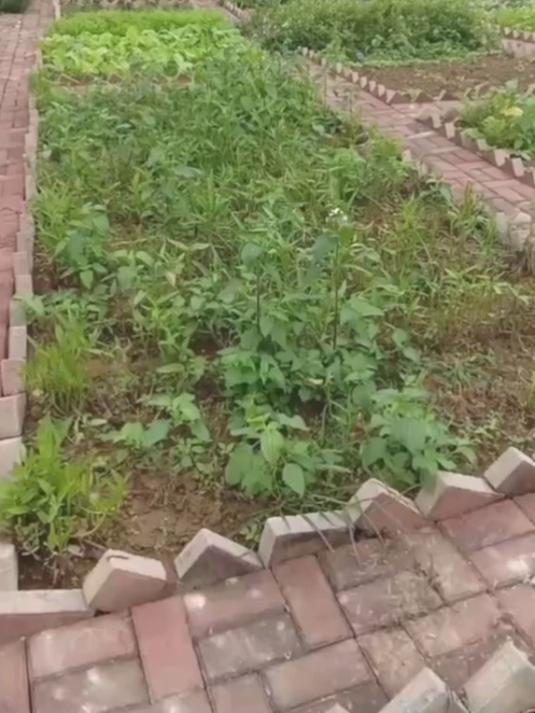 把老菜菜挖了种小菜菜 田园生活