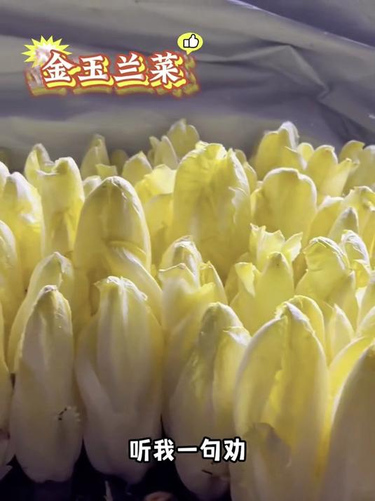 金玉兰菜根泡水发苗,免买新种子,种出法国皇室同款蔬菜!